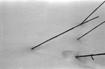 snow - 2