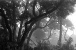 urban-jungle - 3